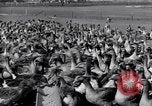 Standbild Gans Herde Santee California USA, 1932, aus Sekunde 54 historischem Filmmaterial Videoclip 65675035145