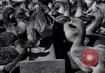 Standbild Gans Herde Santee California USA, 1932, aus Sekunde 59 historischem Filmmaterial Videoclip 65675035145