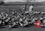 Standbild Gans Herde Santee California USA, 1932, aus Sekunde 62 historischem Filmmaterial Videoclip 65675035145