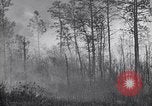 Image feu de forêt Cochran Oregon USA, 1932, de la seconde 16 séquences d'archives historiques vidéo 65675035161