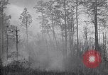 Image feu de forêt Cochran Oregon USA, 1932, de la seconde 17 séquences d'archives historiques vidéo 65675035161