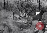 Image feu de forêt Cochran Oregon USA, 1932, de la seconde 35 séquences d'archives historiques vidéo 65675035161