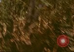 Image zone forestière Saipan Îles Mariannes du Nord, 1944, de la seconde 15 séquences d'archives historiques vidéo 65675035307