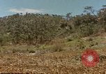 Image zone forestière Saipan Îles Mariannes du Nord, 1944, de la seconde 19 séquences d'archives historiques vidéo 65675035307