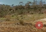 Image zone forestière Saipan Îles Mariannes du Nord, 1944, de la seconde 20 séquences d'archives historiques vidéo 65675035307