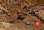 Image of US Marines Saipan Northern Mariana Islands, 1944, second 20 stock footage video 65675035309