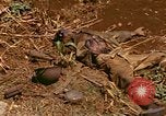 Image of US Marines Saipan Northern Mariana Islands, 1944, second 22 stock footage video 65675035309