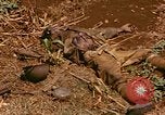 Image of US Marines Saipan Northern Mariana Islands, 1944, second 23 stock footage video 65675035309