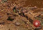 Image of US Marines Saipan Northern Mariana Islands, 1944, second 26 stock footage video 65675035309
