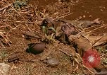 Image of US Marines Saipan Northern Mariana Islands, 1944, second 27 stock footage video 65675035309