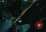 Image of Operation Big Spring Bien Hoa Vietnam, 1967, second 53 stock footage video 65675035376