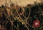 Image of Operation Big Spring Bien Hoa Vietnam, 1967, second 22 stock footage video 65675035377
