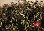 Image of Operation Big Spring Bien Hoa Vietnam, 1967, second 29 stock footage video 65675035377