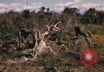 Image of US troops digging foxholes during Operation Big Spring  Vietnam, 1967, second 18 stock footage video 65675035381