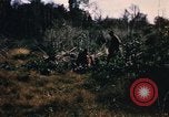 Image of US troops digging foxholes during Operation Big Spring  Vietnam, 1967, second 62 stock footage video 65675035381