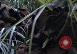 Image of US Marines Khe Sanh Vietnam, 1968, second 30 stock footage video 65675035387