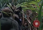 Image of US Marines Khe Sanh Vietnam, 1968, second 36 stock footage video 65675035387