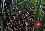 Image of US Marines Khe Sanh Vietnam, 1968, second 38 stock footage video 65675035387
