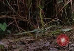 Image of US Marines Khe Sanh Vietnam, 1968, second 62 stock footage video 65675035387