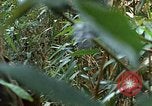 Image of US Marines Khe Sanh Vietnam, 1968, second 60 stock footage video 65675035390