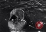 Standbild Wal Kuppel Palos Verdes California USA, 1958, aus Sekunde 8 historischem Filmmaterial Videoclip 65675035447