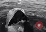 Standbild Wal Kuppel Palos Verdes California USA, 1958, aus Sekunde 11 historischem Filmmaterial Videoclip 65675035447