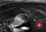 Standbild Wal Kuppel Palos Verdes California USA, 1958, aus Sekunde 12 historischem Filmmaterial Videoclip 65675035447