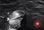Standbild Wal Kuppel Palos Verdes California USA, 1958, aus Sekunde 13 historischem Filmmaterial Videoclip 65675035447