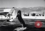Standbild Wal Kuppel Palos Verdes California USA, 1958, aus Sekunde 48 historischem Filmmaterial Videoclip 65675035447