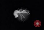 Image of Rocky Marciano boxer Philadelphia Pennsylvania USA, 1952, second 1 stock footage video 65675035483