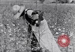 Standbild Negro Mieter United States USA, 1942, aus Sekunde 55 historischem Filmmaterial Videoclip 65675035532