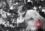 Image of Sam Snead as Santa Claus Coral Gables Florida USA, 1938, second 50 stock footage video 65675035548