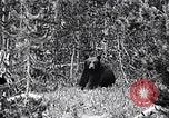 Image of bear in woods Michigan United States USA, 1916, second 1 stock footage video 65675035671