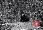 Image of bear in woods Michigan United States USA, 1916, second 3 stock footage video 65675035671
