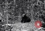 Image of bear in woods Michigan United States USA, 1916, second 4 stock footage video 65675035671