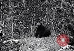 Image of bear in woods Michigan United States USA, 1916, second 5 stock footage video 65675035671