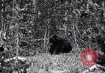 Image of bear in woods Michigan United States USA, 1916, second 6 stock footage video 65675035671