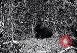 Image of bear in woods Michigan United States USA, 1916, second 7 stock footage video 65675035671