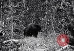 Image of bear in woods Michigan United States USA, 1916, second 8 stock footage video 65675035671