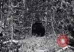 Image of bear in woods Michigan United States USA, 1916, second 9 stock footage video 65675035671