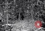 Image of bear in woods Michigan United States USA, 1916, second 10 stock footage video 65675035671