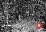 Image of bear in woods Michigan United States USA, 1916, second 11 stock footage video 65675035671