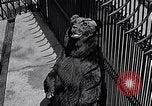 Image of bear in woods Michigan United States USA, 1916, second 12 stock footage video 65675035671