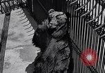 Image of bear in woods Michigan United States USA, 1916, second 13 stock footage video 65675035671