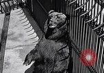 Image of bear in woods Michigan United States USA, 1916, second 14 stock footage video 65675035671