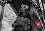 Image of bear in woods Michigan United States USA, 1916, second 15 stock footage video 65675035671