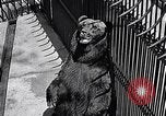Image of bear in woods Michigan United States USA, 1916, second 16 stock footage video 65675035671