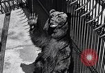Image of bear in woods Michigan United States USA, 1916, second 17 stock footage video 65675035671