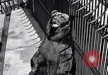 Image of bear in woods Michigan United States USA, 1916, second 19 stock footage video 65675035671