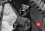 Image of bear in woods Michigan United States USA, 1916, second 20 stock footage video 65675035671